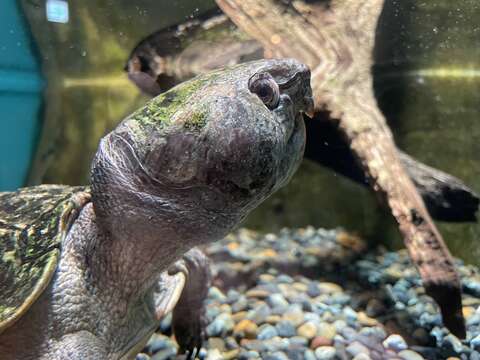 Image of Big-headed Turtle