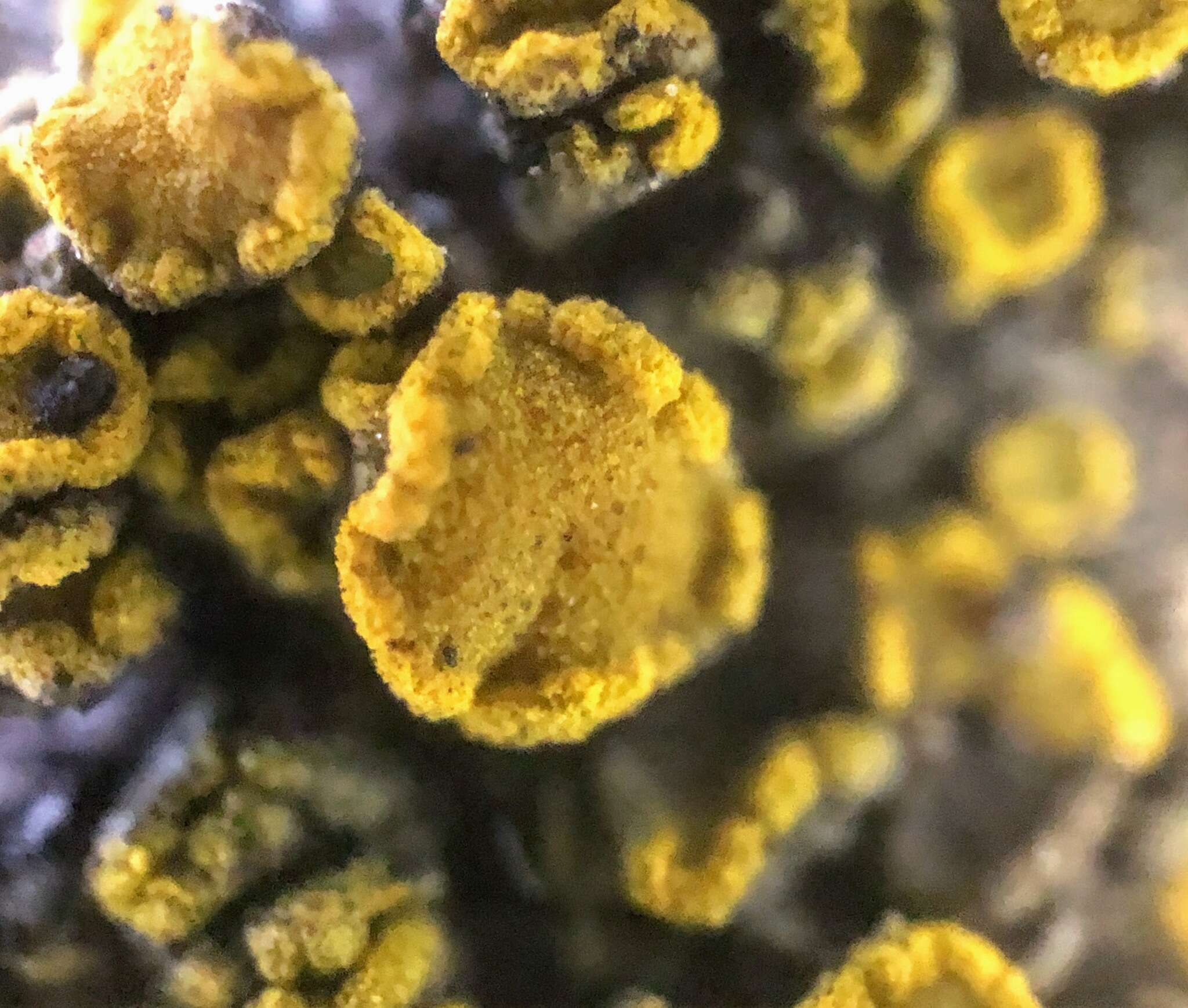 Image of Hidden goldspeck lichen