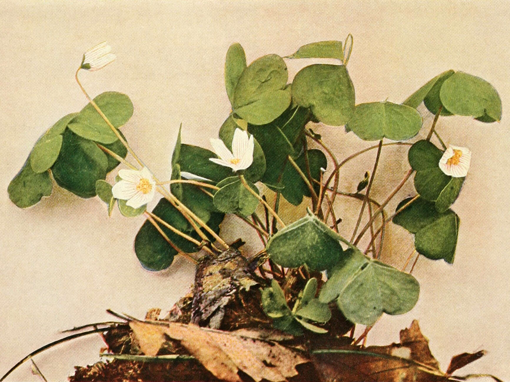 Image of mountain woodsorrel