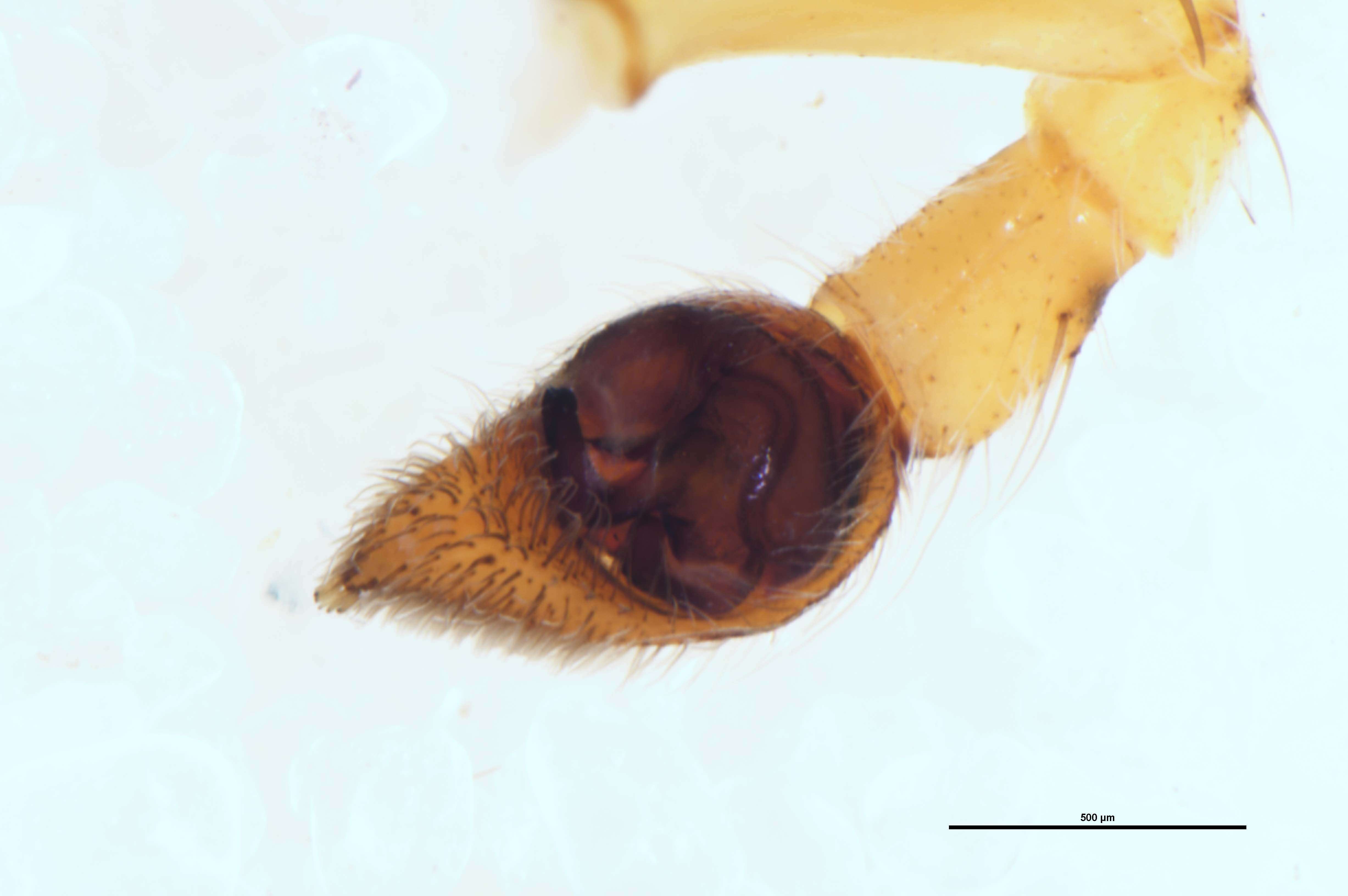 Image of Anoteropsis forsteri Vink 2002