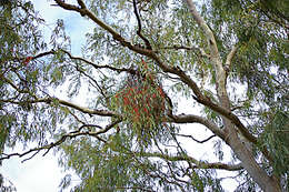 Image of Amyema sanguinea (F. Müll.) Danser