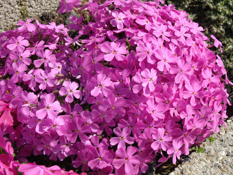 Image of Siberian phlox