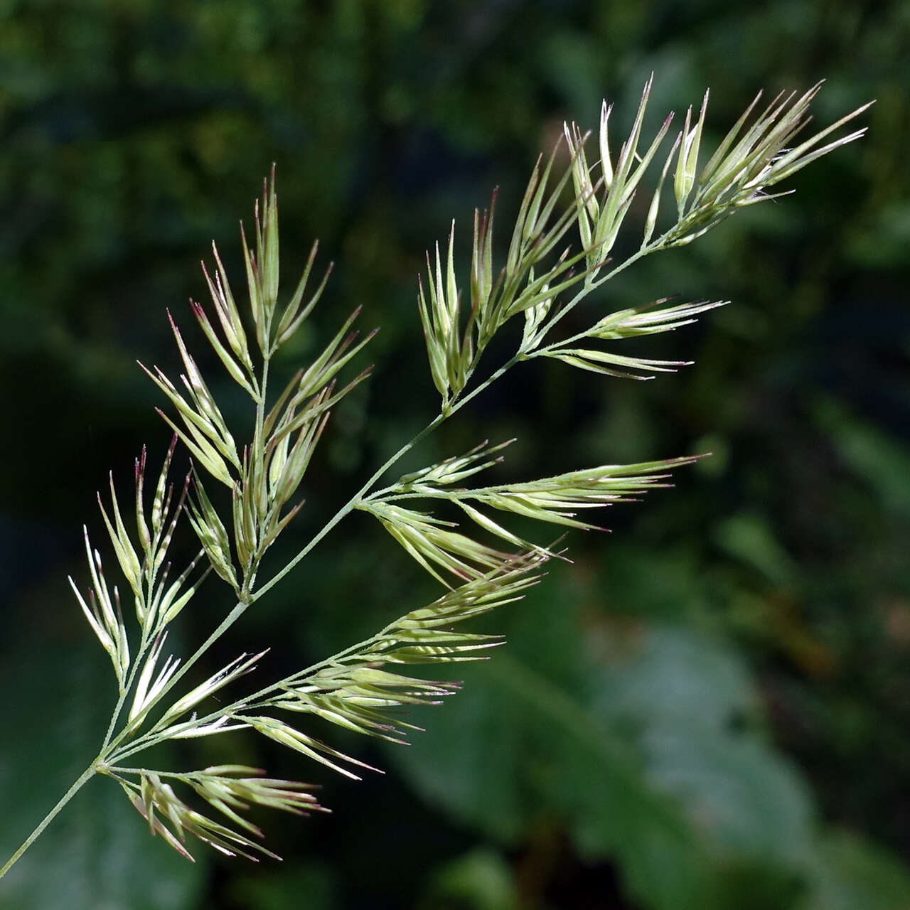 Imagem de Calamagrostis epigejos (L.) Roth