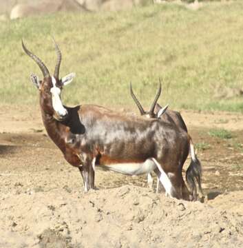 Image of Blesbok