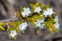 Image of Leucopogon oliganthus E. Pritz.