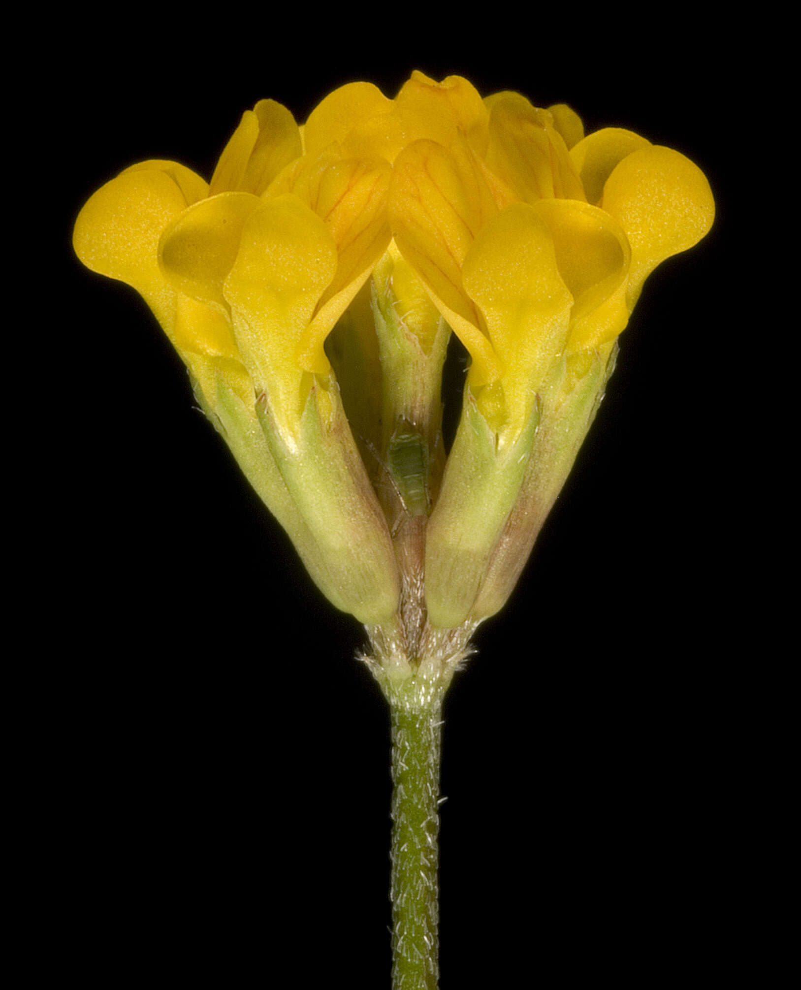 Image of yellow bird's-foot