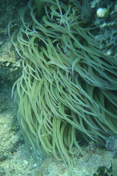 Image of Snakelocks anemone