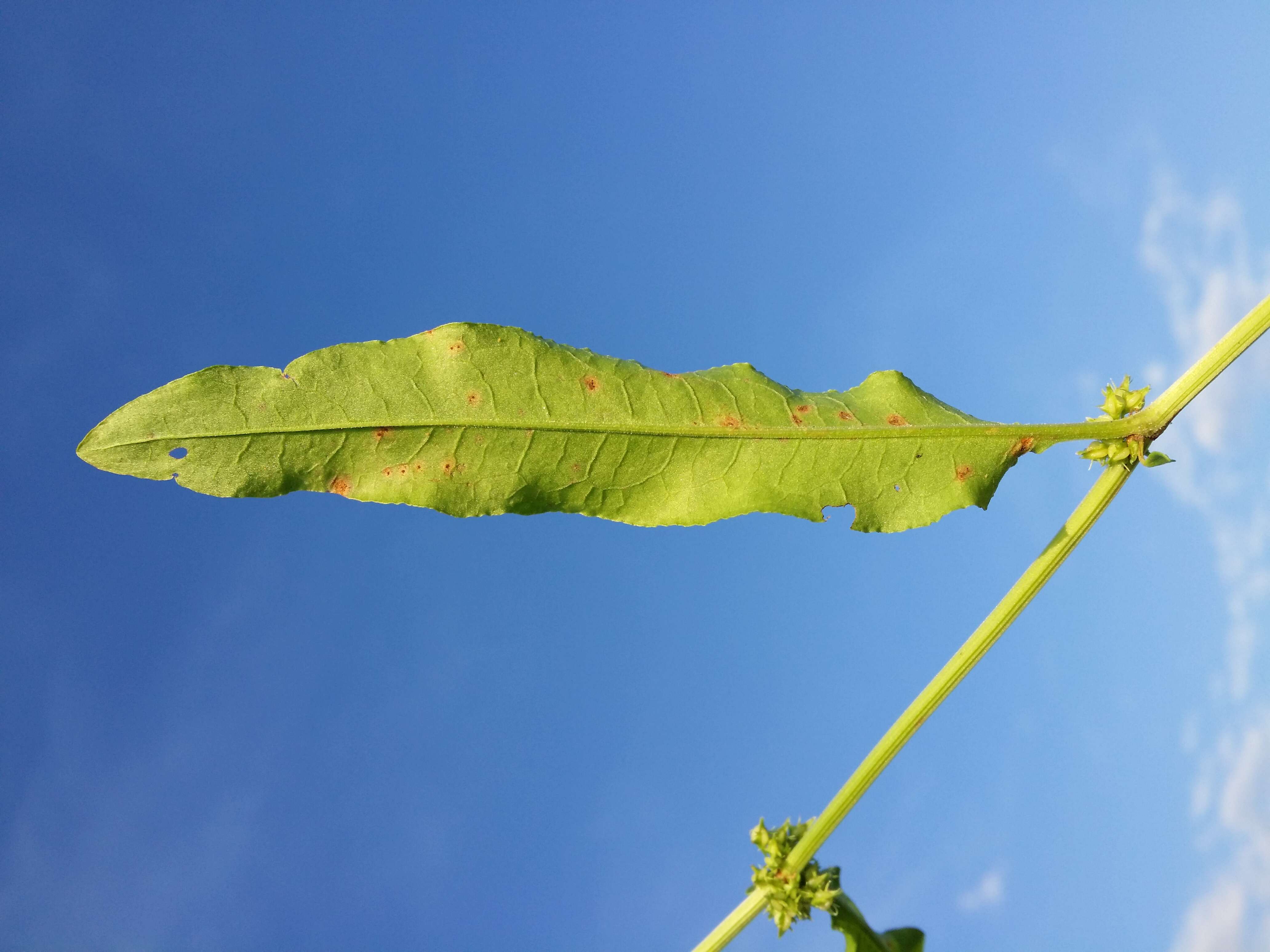 Rumex palustris Sm. resmi