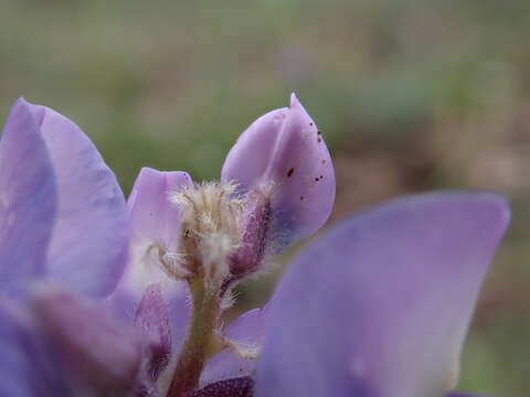 Image of big-leaved lupine