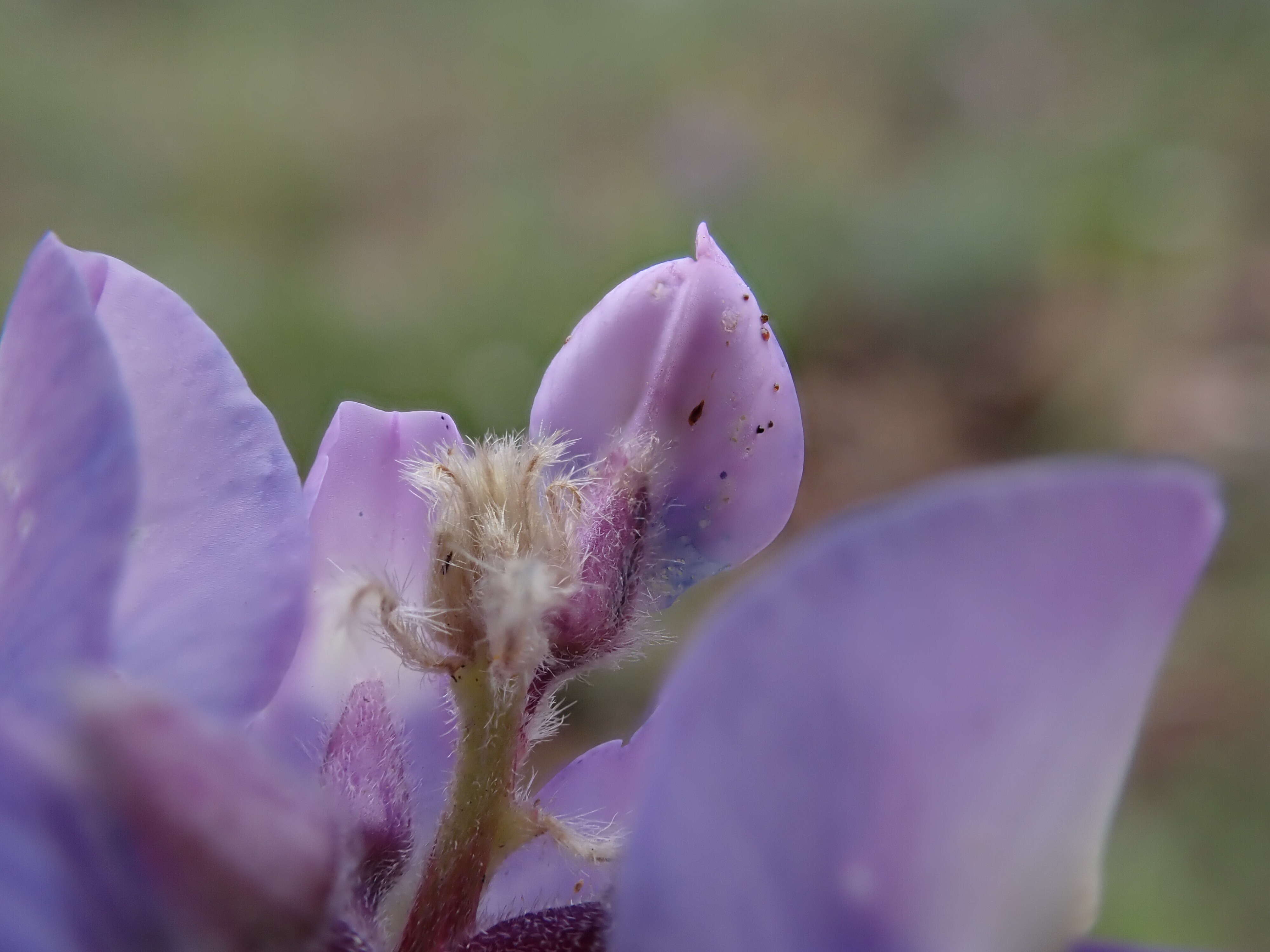 Plancia ëd Lupinus polyphyllus Lindl.