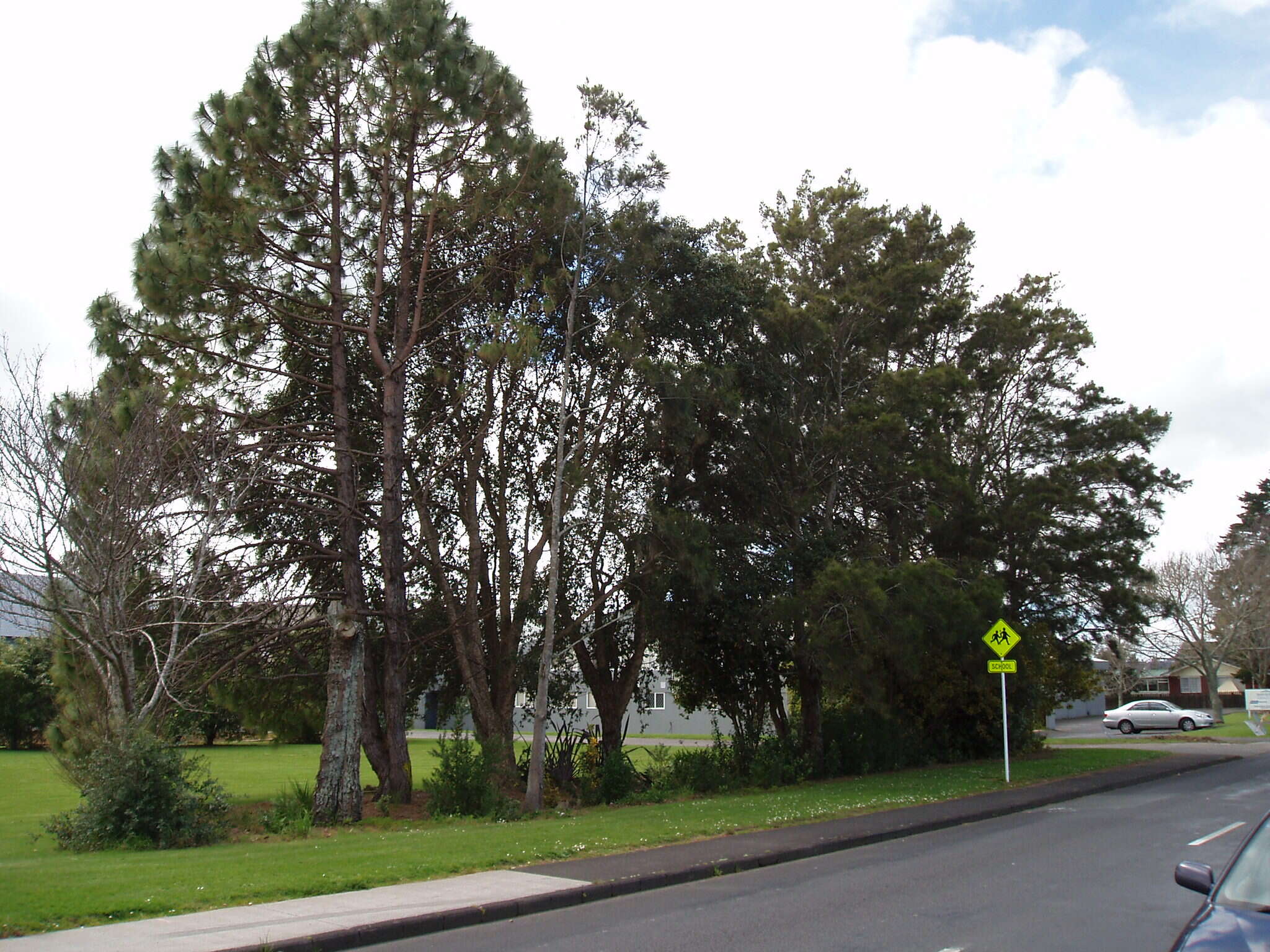 Image of Cork Oak