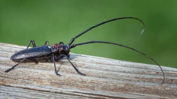 Image of White-spotted Sawyer