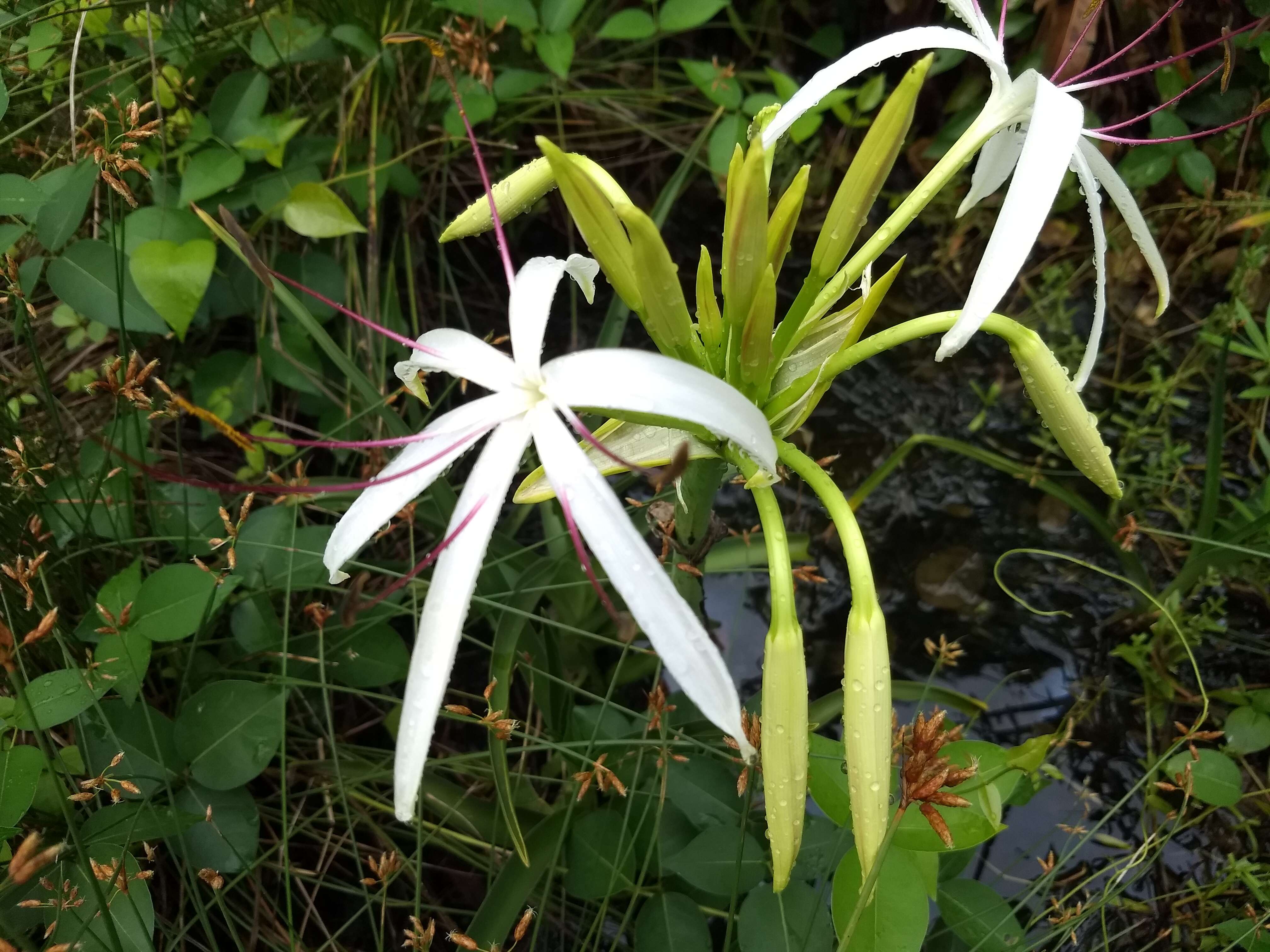 Слика од Crinum viviparum (Lam.) R. Ansari & V. J. Nair