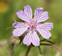 Image of Tuberous Cranesbill