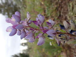 Plancia ëd Lupinus polyphyllus Lindl.