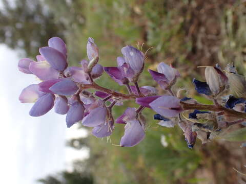 Plancia ëd Lupinus polyphyllus Lindl.