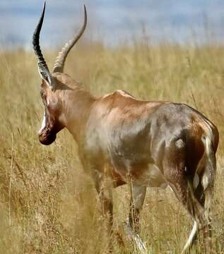 Image of Blesbok