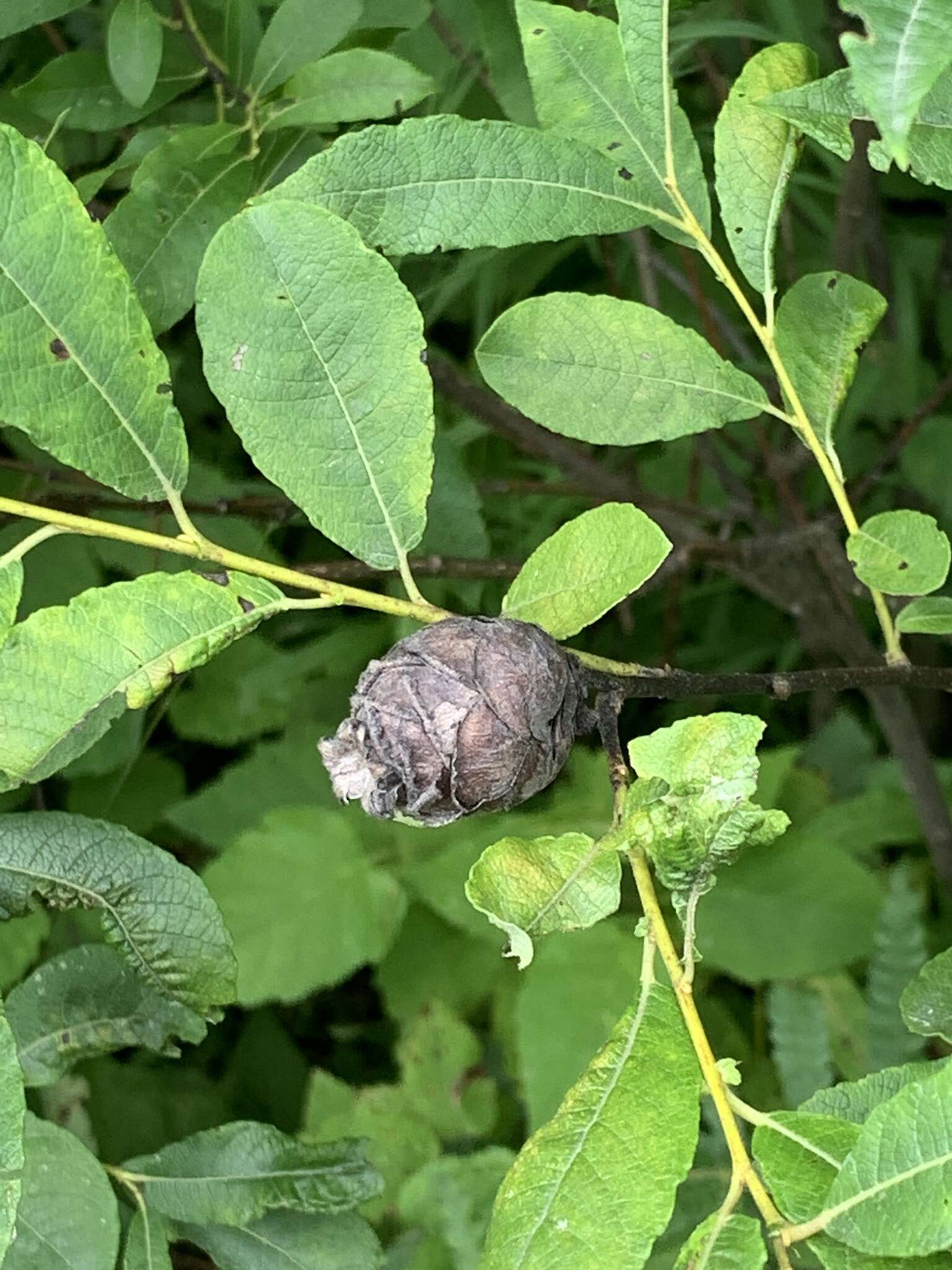 Image of Willow Pinecone Gall Midge