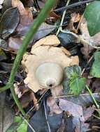 Image of Collared Earthstar