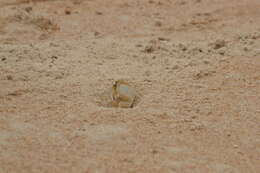 Image of Atlantic Ghost Crab