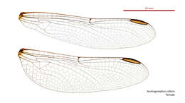 Image of Austrogomphus collaris Hagen ex Selys 1854