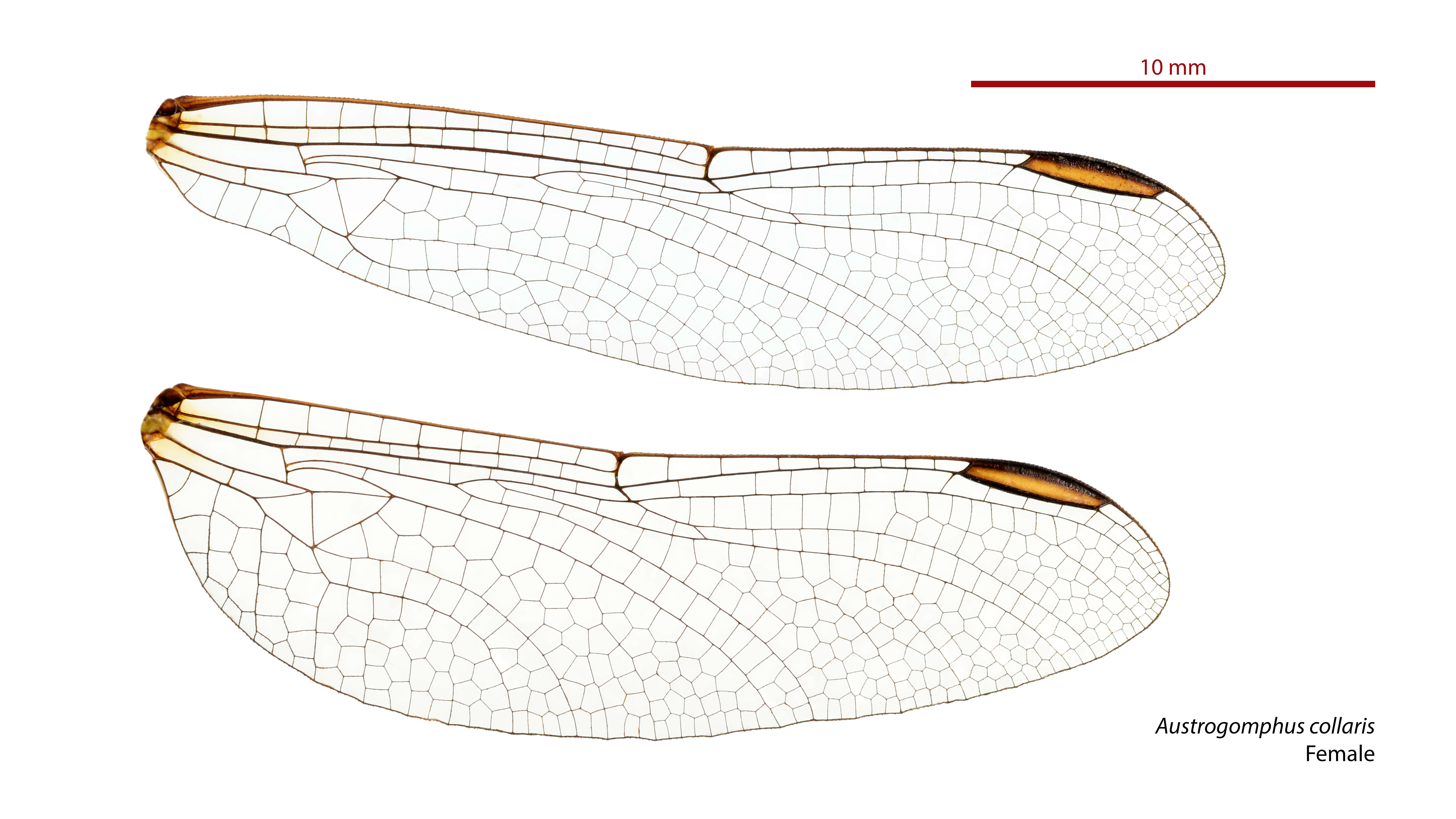 Image of Austrogomphus collaris Hagen ex Selys 1854