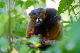 Image of Red-bellied Lemur