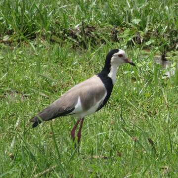 Image of Long-toed Lapwing