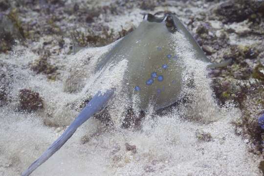 Image of Bluespotted Maskray