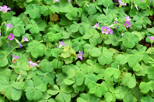 Image of pink woodsorrel