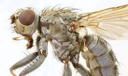 Image of root-maggot flies