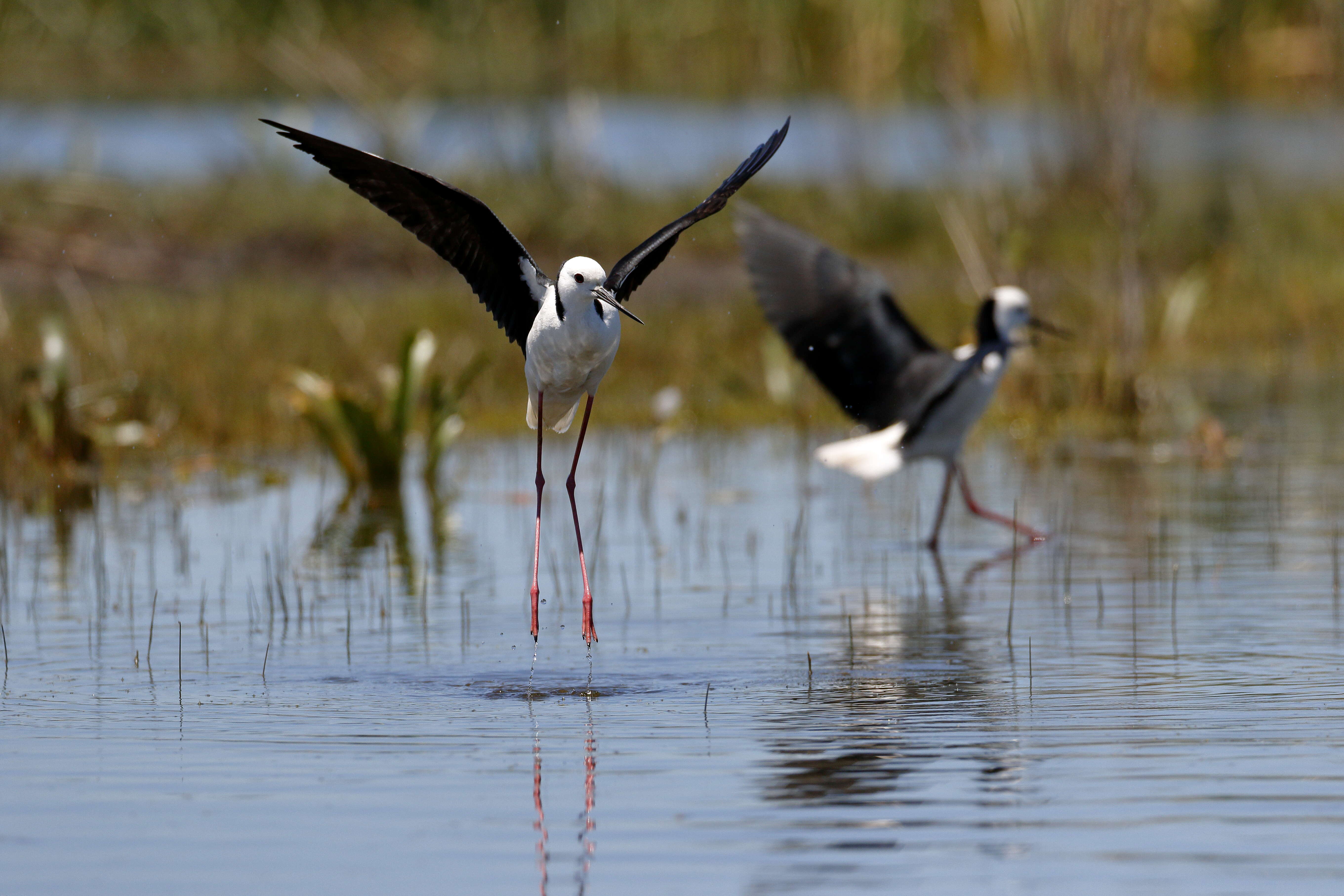 Image of Pied Stilt