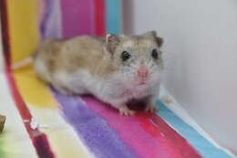 Image of hamsters