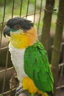 Image of Black-headed Parrot