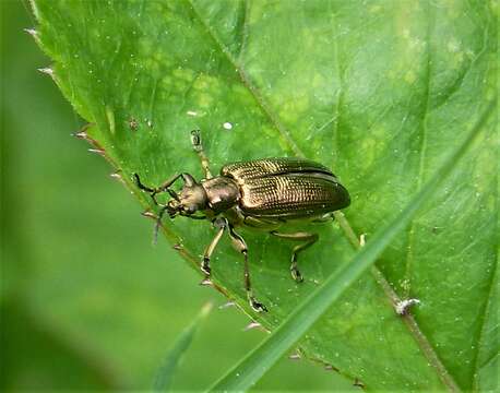 Image of Plateumaris sericea