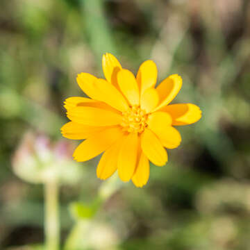 Image of field marigold