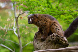 Image of Red-bellied Lemur