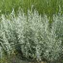 Image de Artemisia glauca Pall. ex Willd.