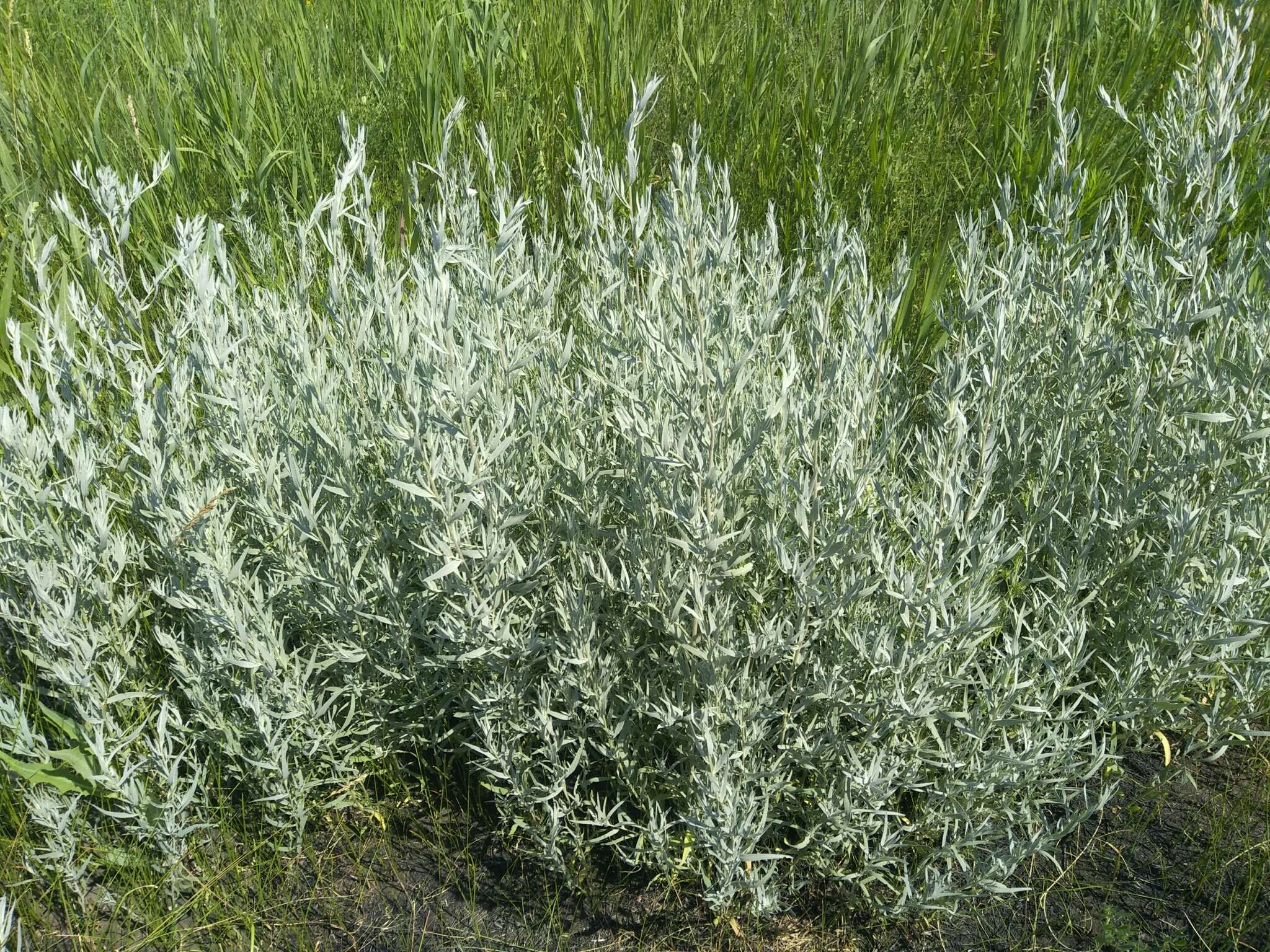 Image of Artemisia glauca Pall. ex Willd.