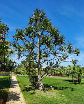 Image of common screwpine