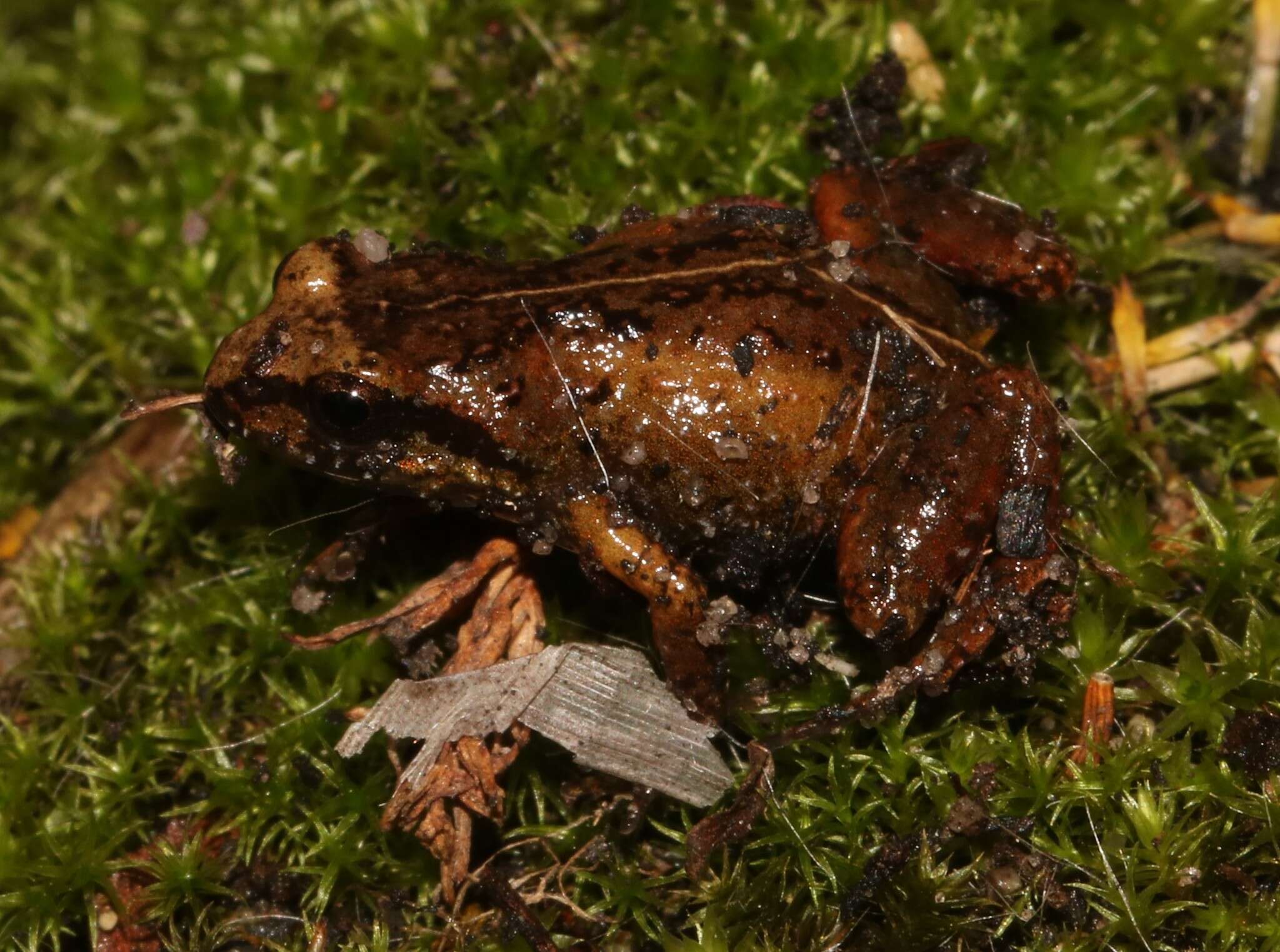 Image of De Villier’s Moss Frog