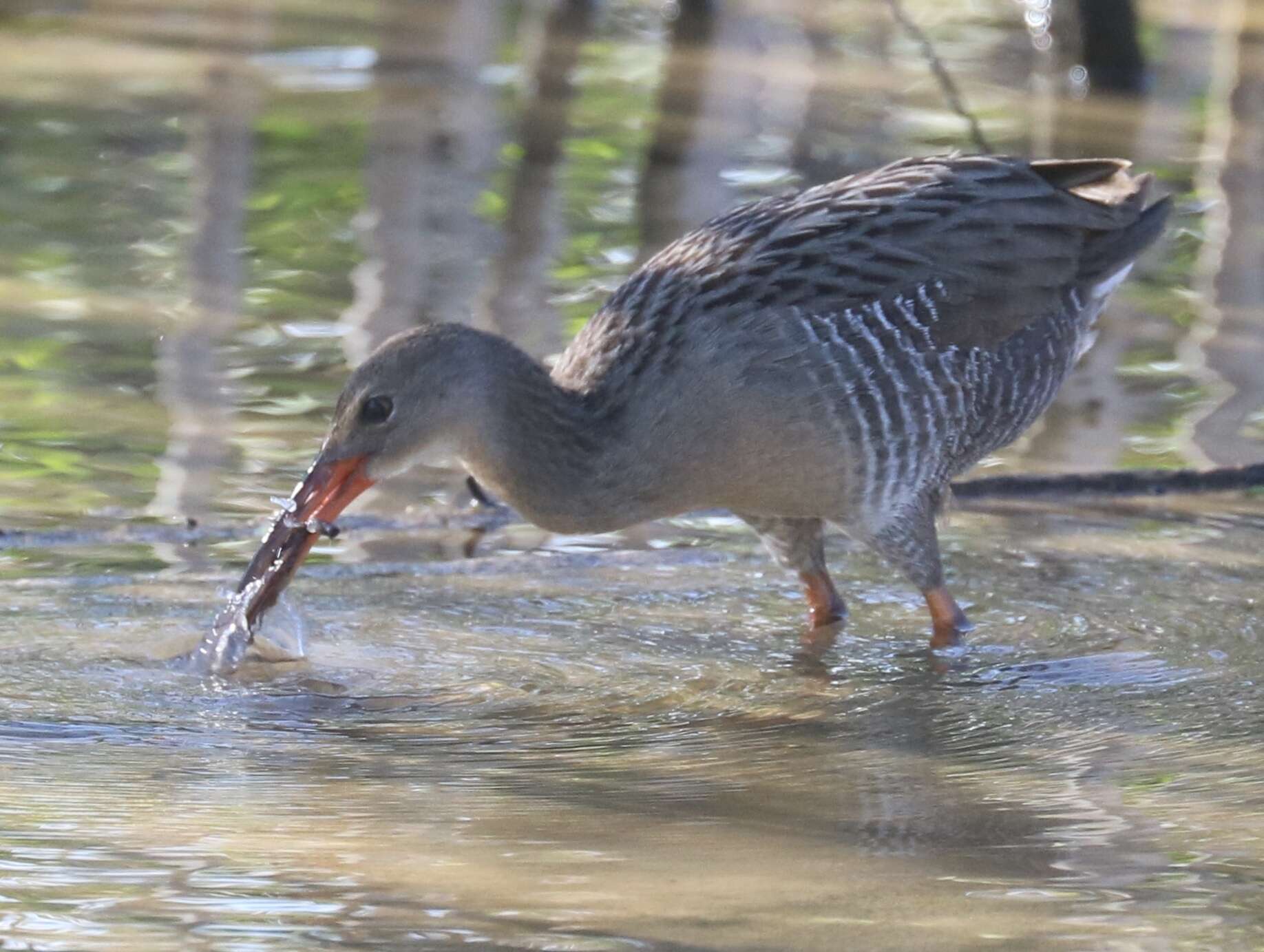 Image of Mangrove Rail