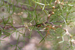 Imagem de Grevillea biternata Meissn.