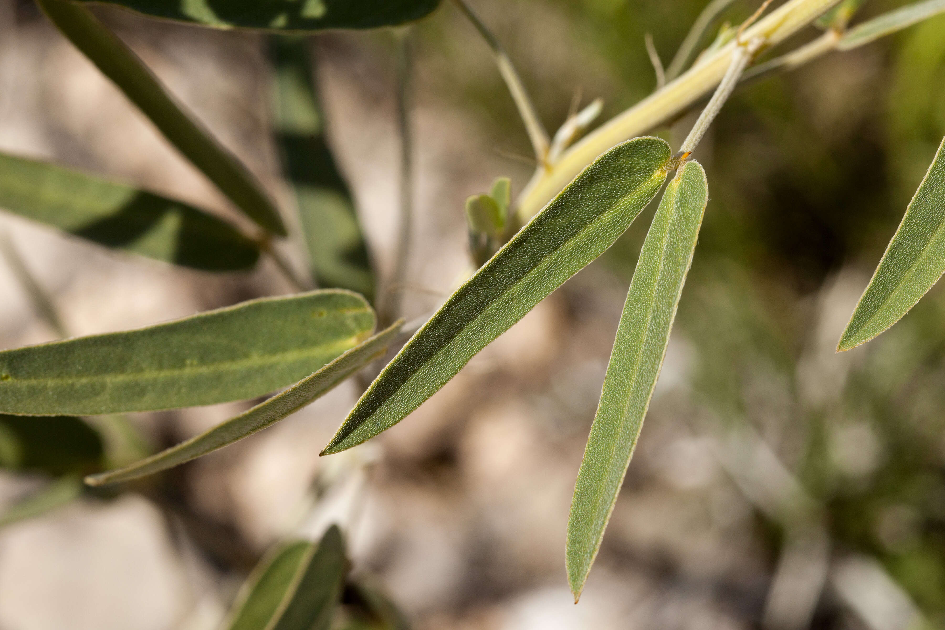 Sivun Senna roemeriana (Scheele) H. S. Irwin & Barneby kuva