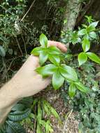 Image of Chain Fruit