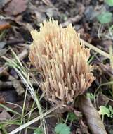 Слика од Ramaria stricta (Pers.) Quél. 1888