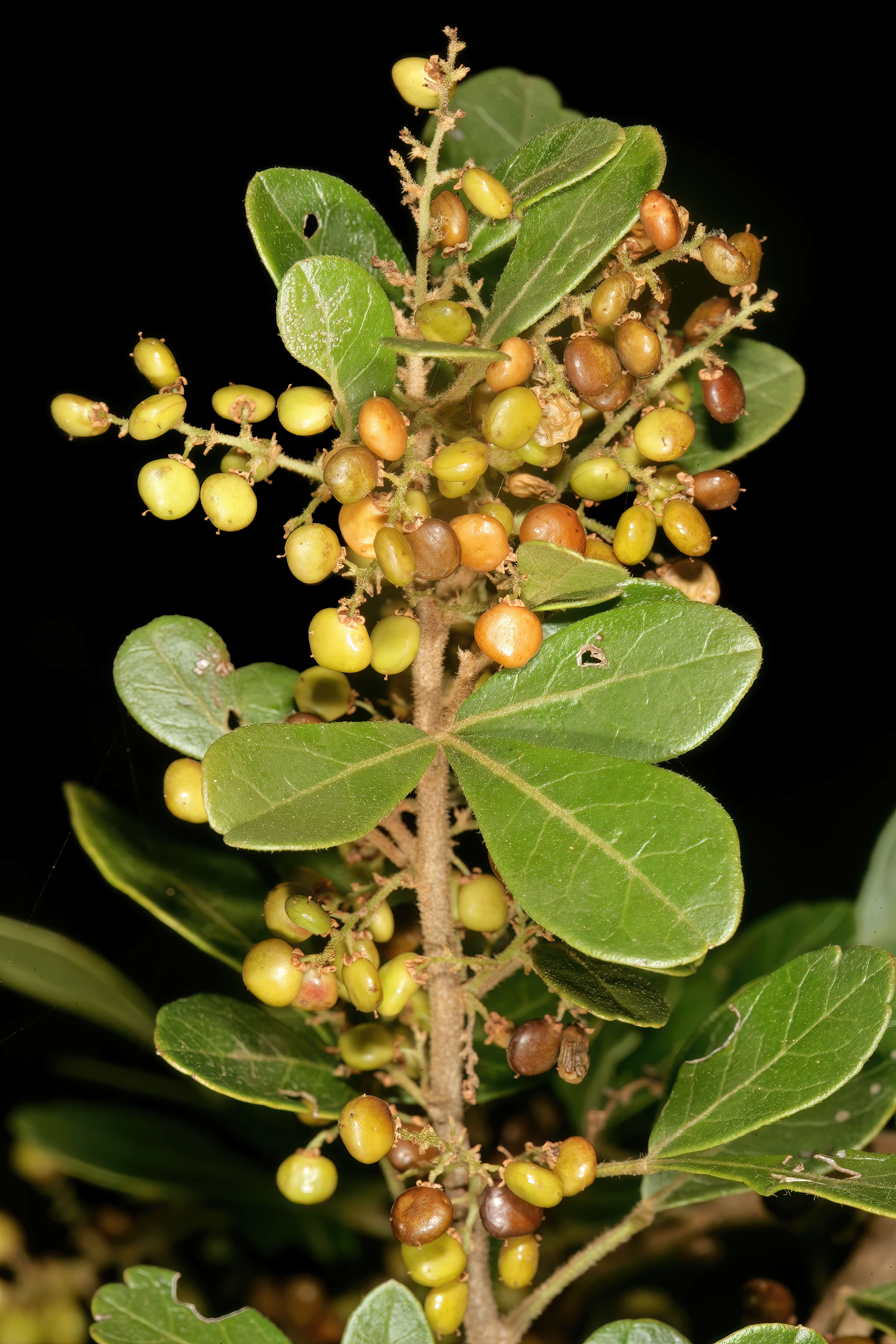 Image of common crowberry