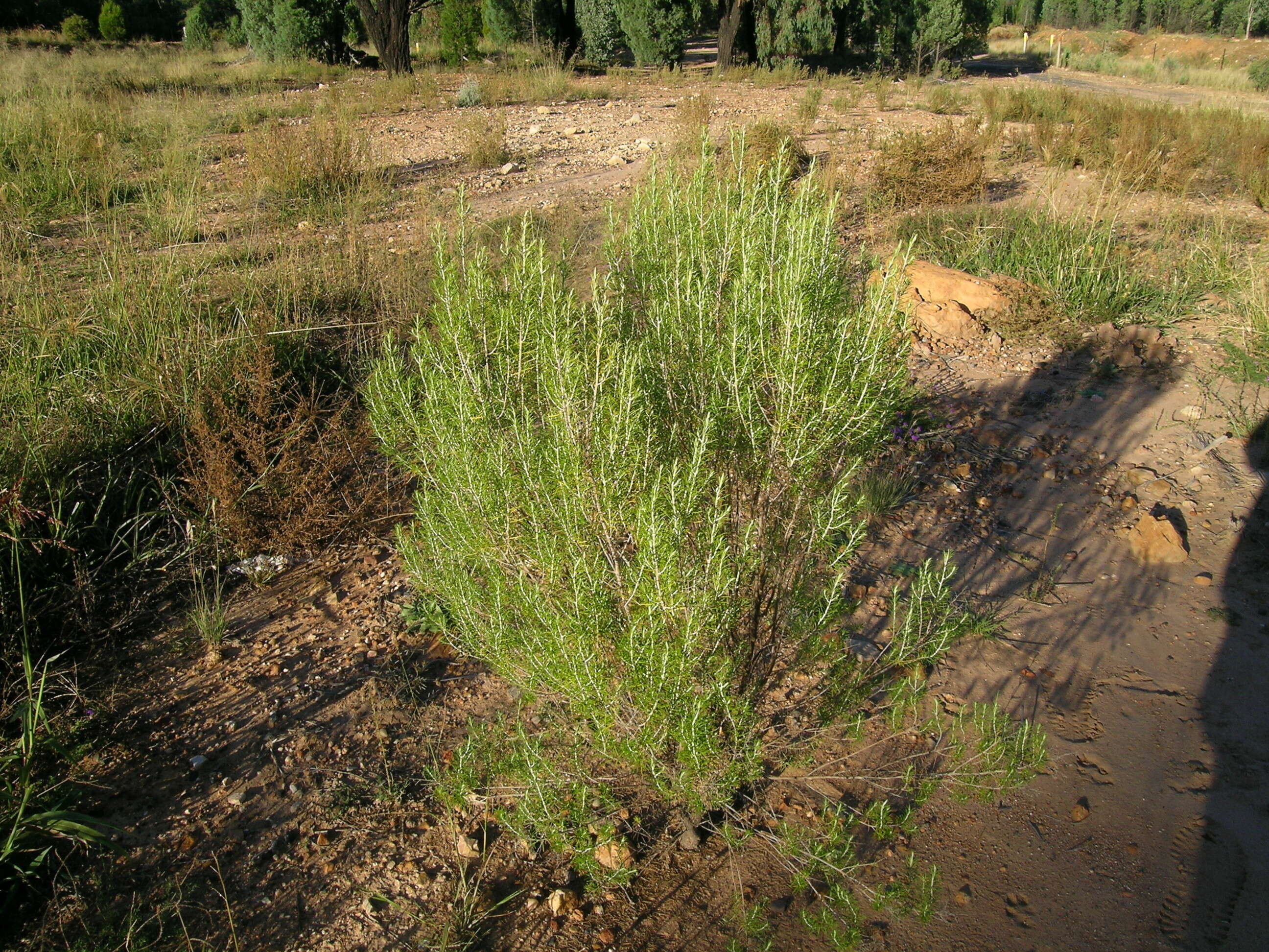 Plancia ëd Cassinia arcuata R. Br.