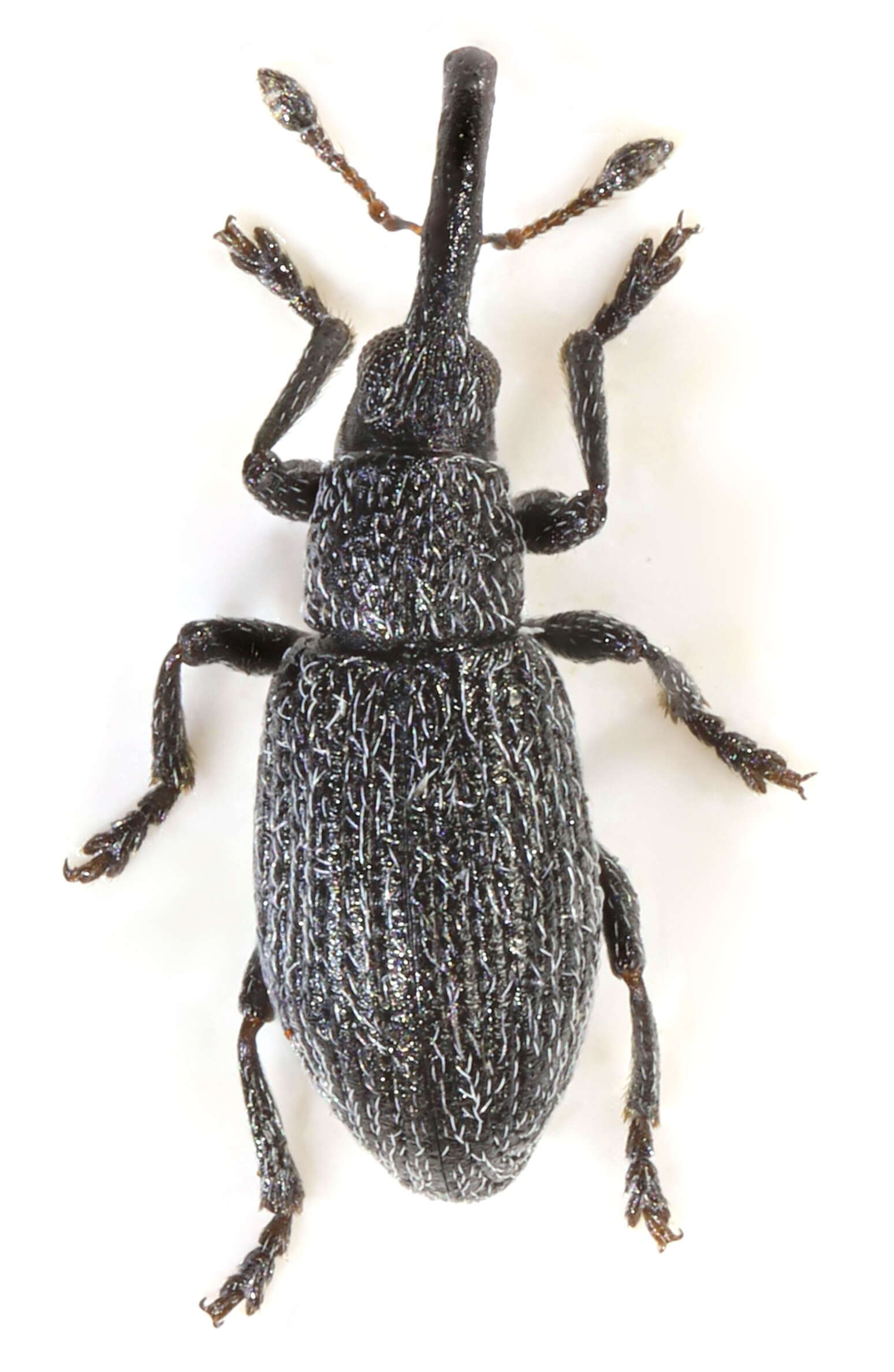 Image of Apioninae