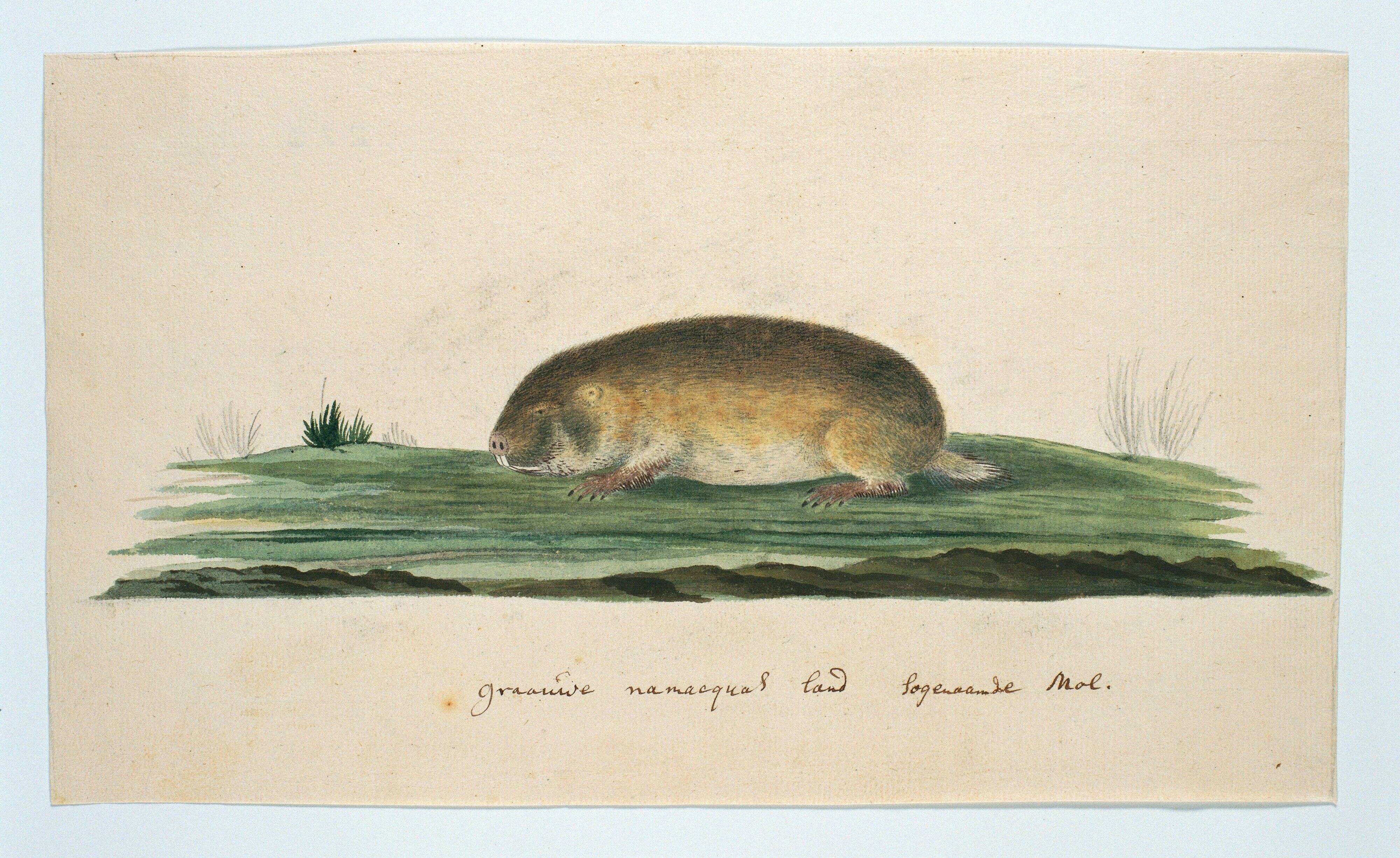 Image of Namaqua Dune Mole Rat